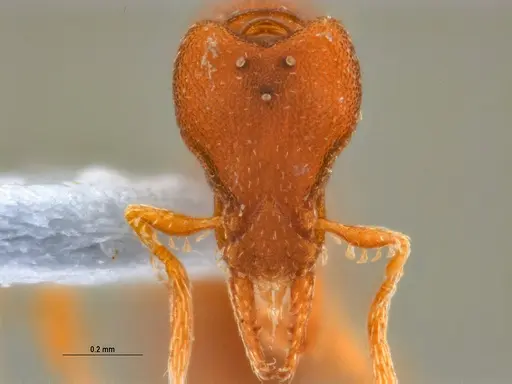 Strumigenys stenotes - UFV-LABECOL-011115