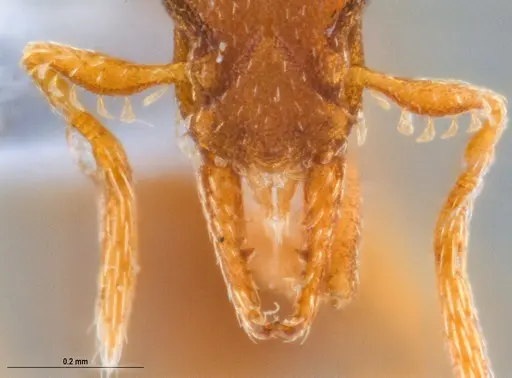 Strumigenys stenotes - UFV-LABECOL-011115