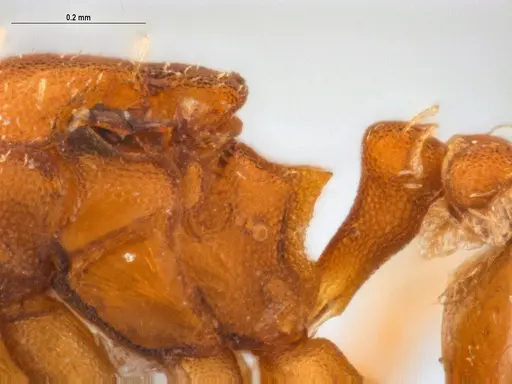 Strumigenys stenotes - UFV-LABECOL-011115