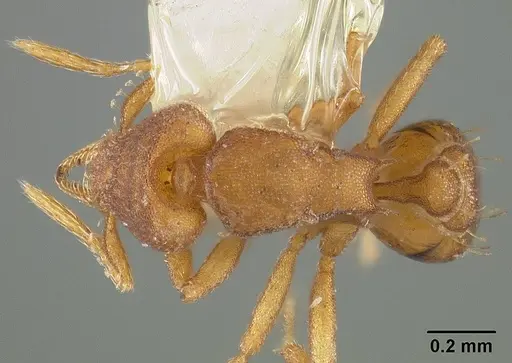 Strumigenys stenotes - USNMENT00441557