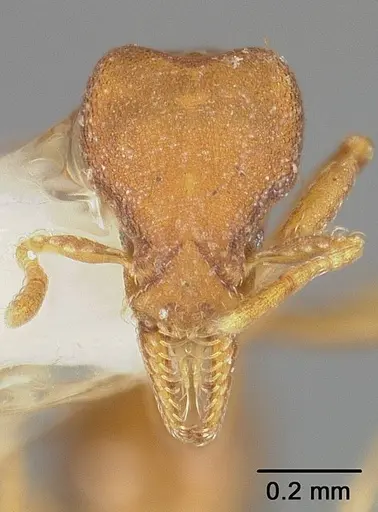 Strumigenys stenotes - USNMENT00441557