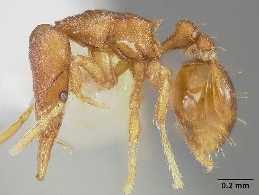 Strumigenys stenotes - USNMENT00441557