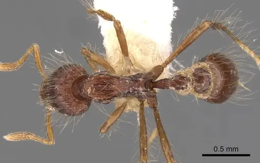 Strumigenys stheno specimen