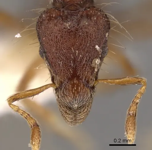 Strumigenys stheno specimen