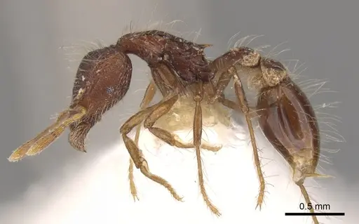 Strumigenys stheno specimen