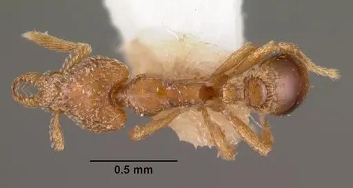 Strumigenys strenosa specimen