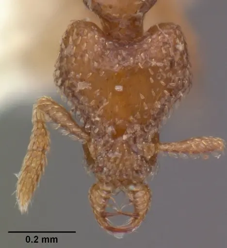 Strumigenys strenosa specimen