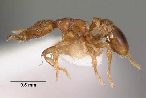 Strumigenys strenosa specimen