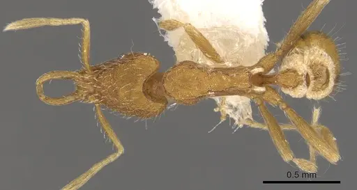 Strumigenys strigatella specimen