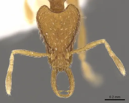 Strumigenys strigatella specimen