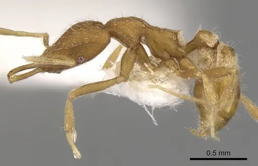 Strumigenys strigatella specimen