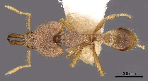 Strumigenys strygax specimen