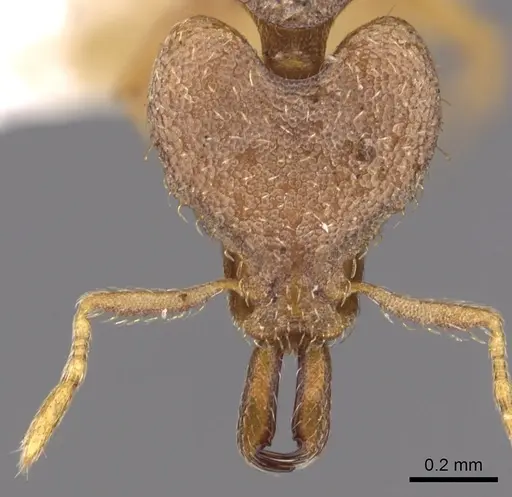 Strumigenys strygax specimen