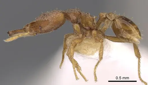 Strumigenys strygax specimen