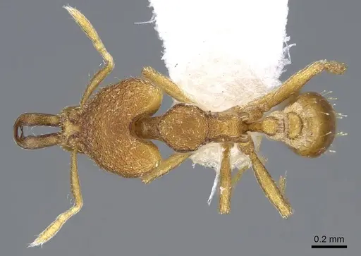 Strumigenys strygax - CASENT0914871