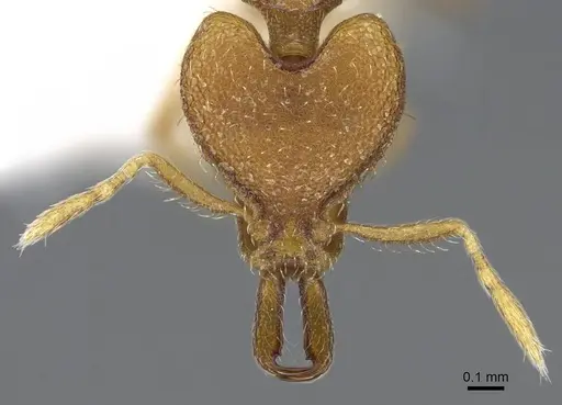 Strumigenys strygax - CASENT0914871