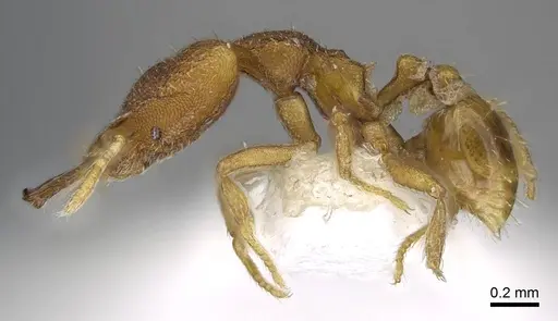 Strumigenys strygax - CASENT0914871