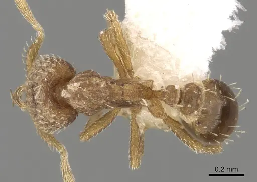 Strumigenys stygia specimen