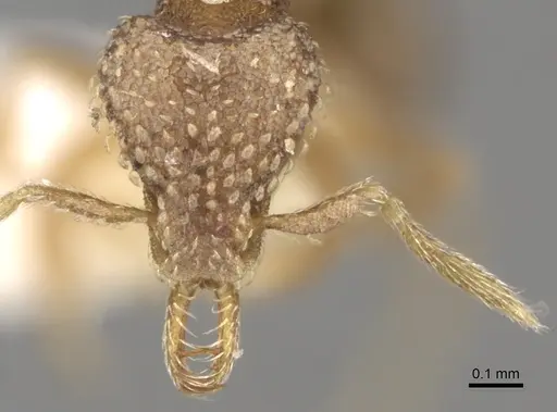 Strumigenys stygia specimen