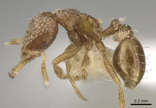 Strumigenys stygia specimen