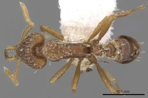 Strumigenys sublaminata specimen