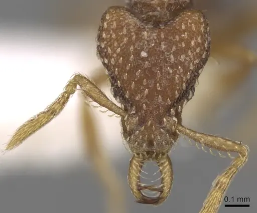 Strumigenys sublaminata specimen