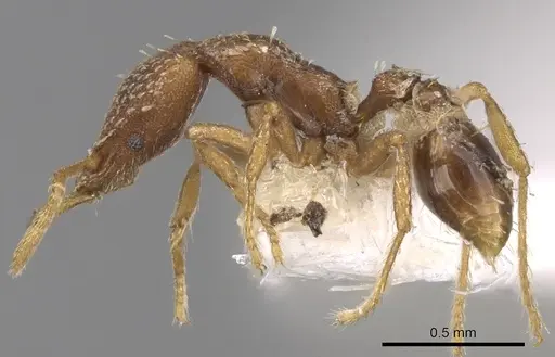 Strumigenys sublaminata specimen