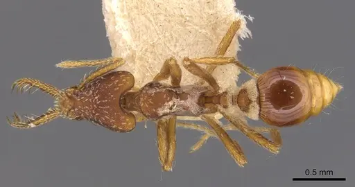 Strumigenys sublonga specimen