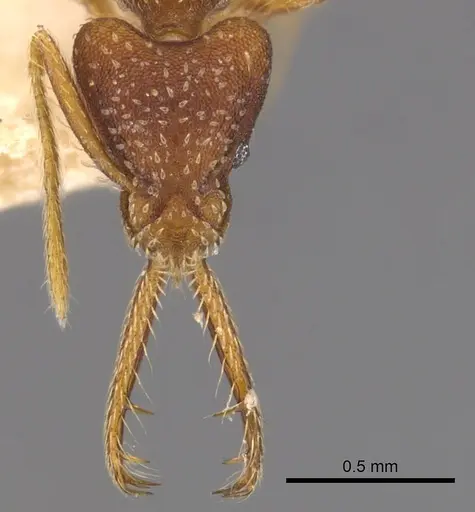 Strumigenys sublonga specimen