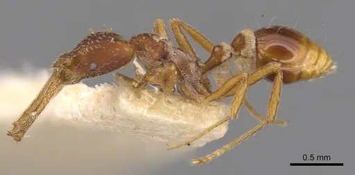 Strumigenys sublonga specimen