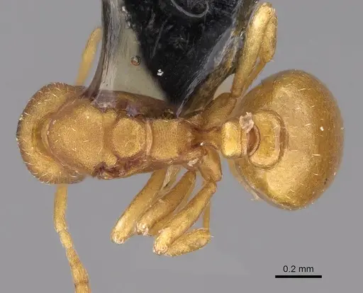 Strumigenys subnuda specimen