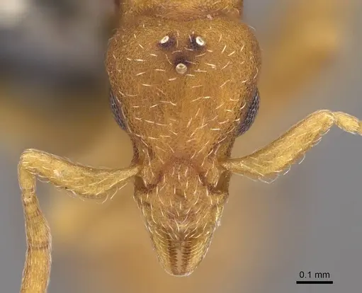 Strumigenys subnuda specimen