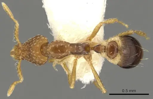 Strumigenys subsessa specimen