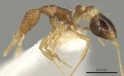 Strumigenys subsessa specimen