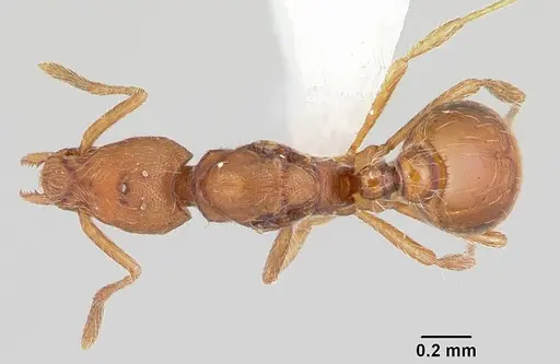 Strumigenys subtilis specimen