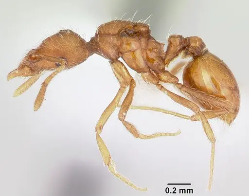 Strumigenys subtilis specimen