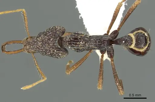 Strumigenys sulcata specimen