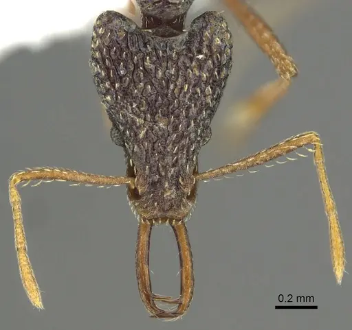 Strumigenys sulcata specimen