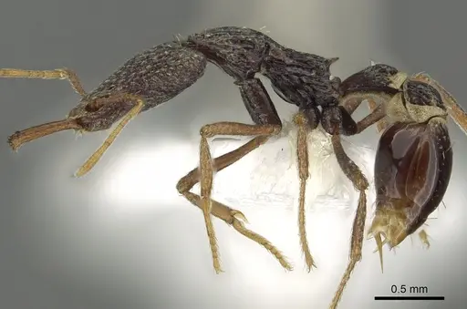 Strumigenys sulcata specimen