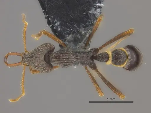 Strumigenys sulcata - CASENT0185962