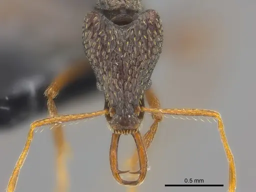 Strumigenys sulcata - CASENT0185962