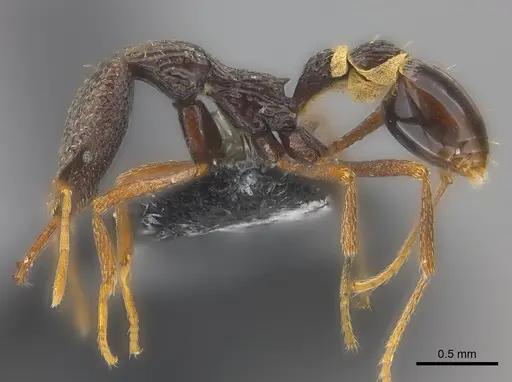 Strumigenys sulcata - CASENT0185962