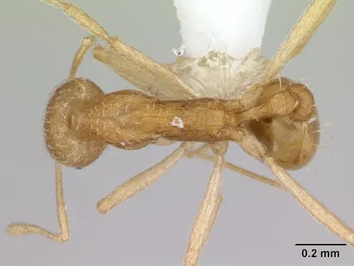 Strumigenys sulumana specimen