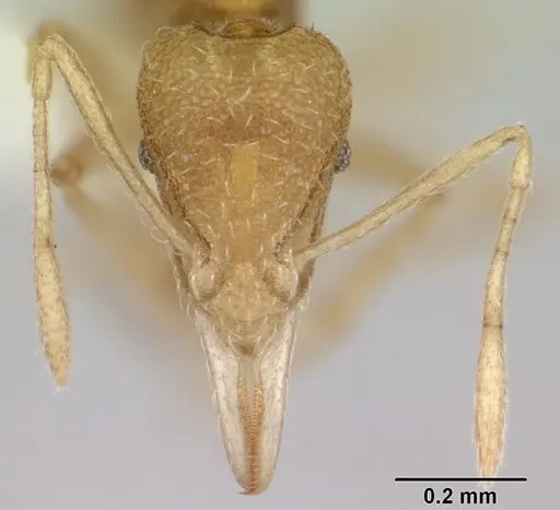 Strumigenys sulumana specimen