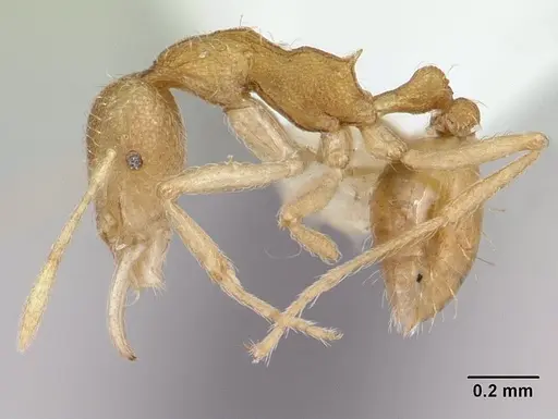 Strumigenys sulumana specimen