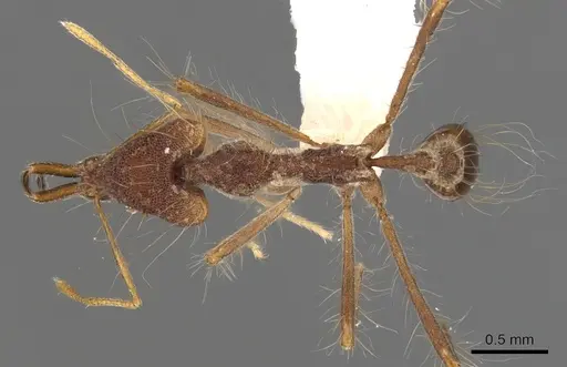 Strumigenys superba specimen