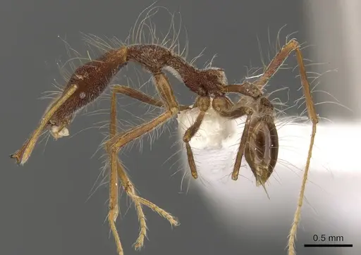 Strumigenys superba specimen