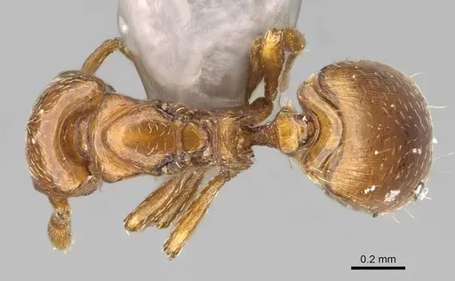 Strumigenys superstes specimen