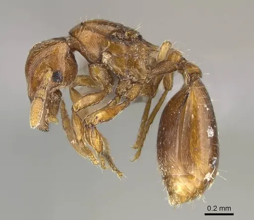 Strumigenys superstes specimen