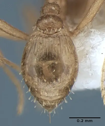 Strumigenys sutrix specimen